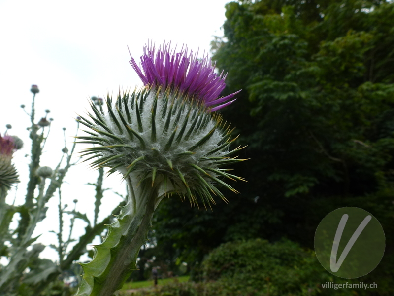 Eselsdistel: Übersicht